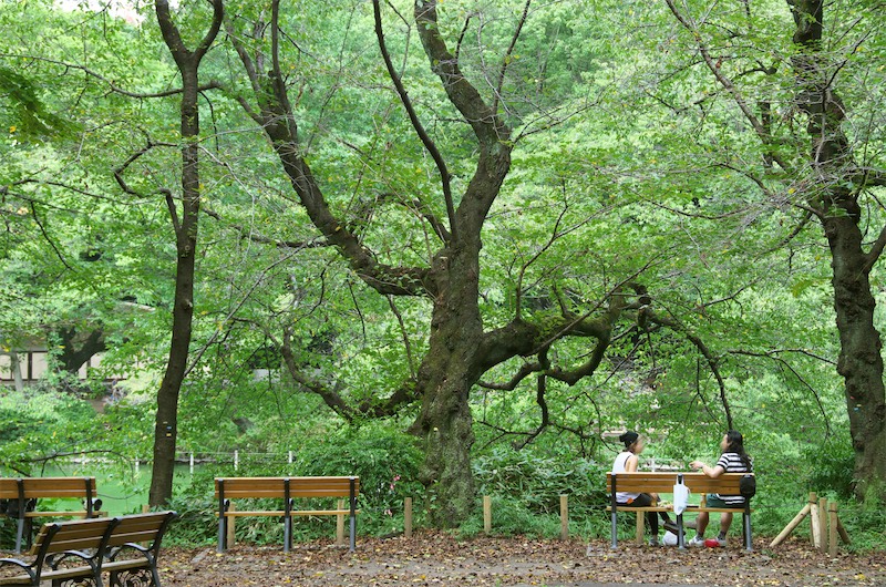 이노카시라 은사 공원