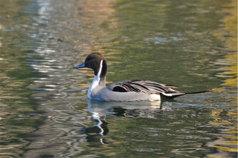 Inokashira Onshi Park